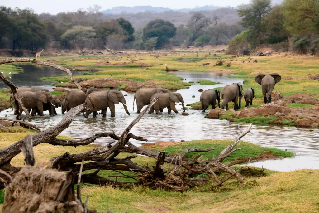 Group-of-Elephants-Wading-Through-a-Swamp-in-Ruaha-National-Park-Easy-Travel-Tanzania-scaled-1