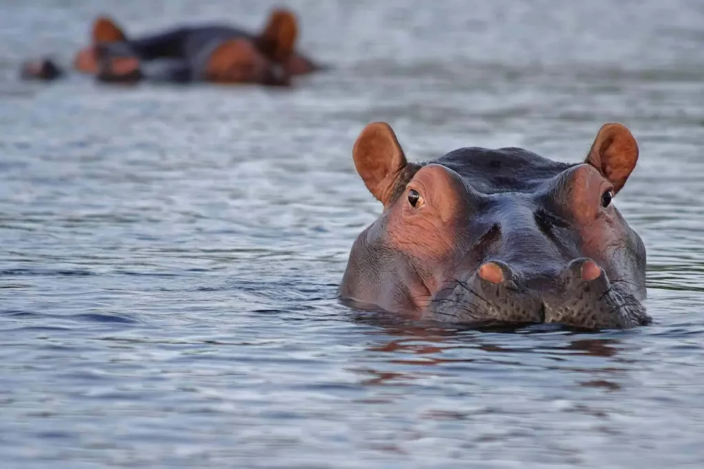Hippo-looking-out-of-the-water-in-lake-Manyara-2