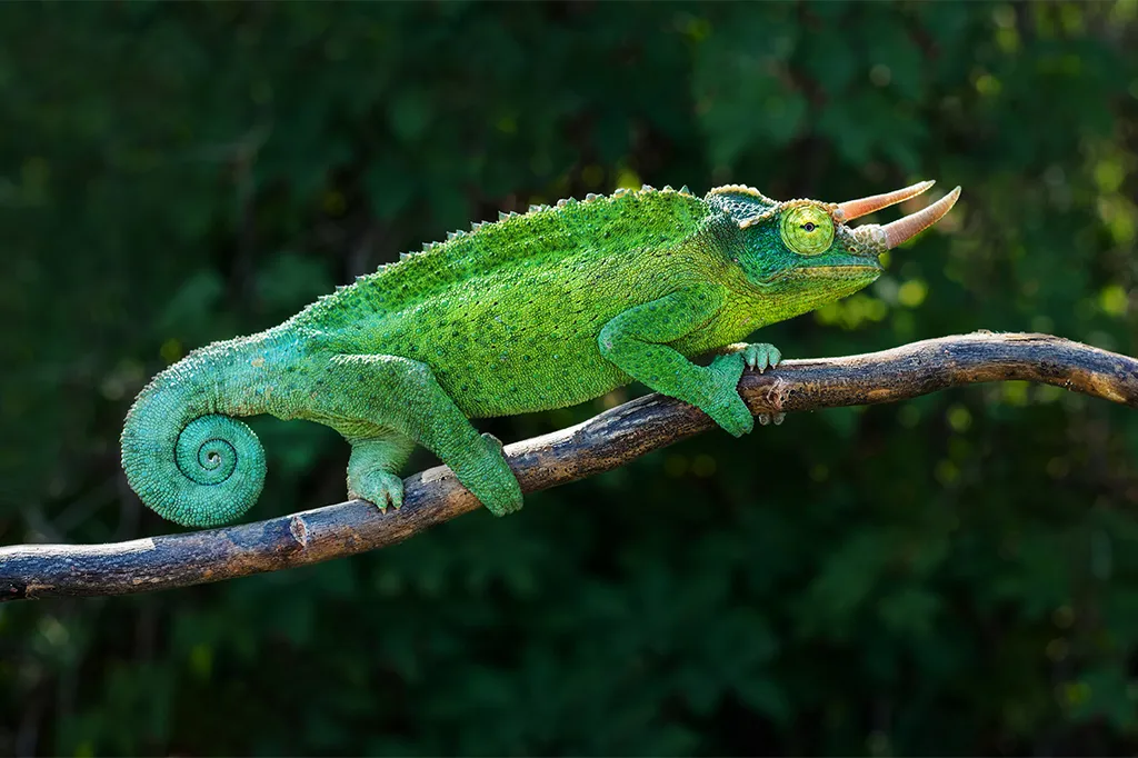 Jacksons-Chameleon-KIlimanjaro-National-Park-Tanzania-1