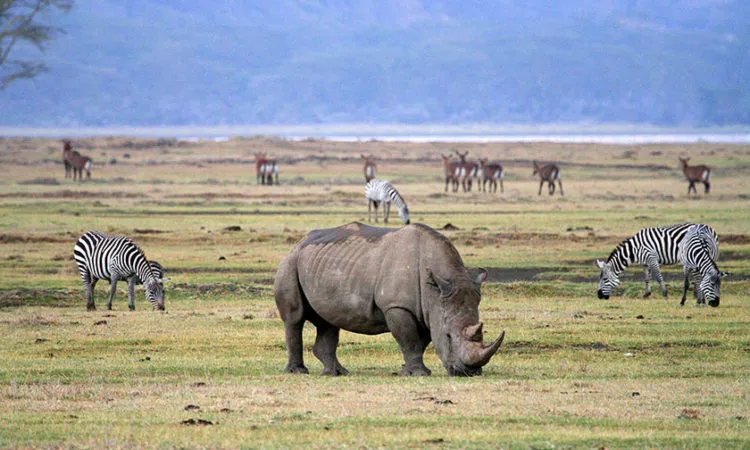 Wildife-In-Ngorongoro-750x450-1
