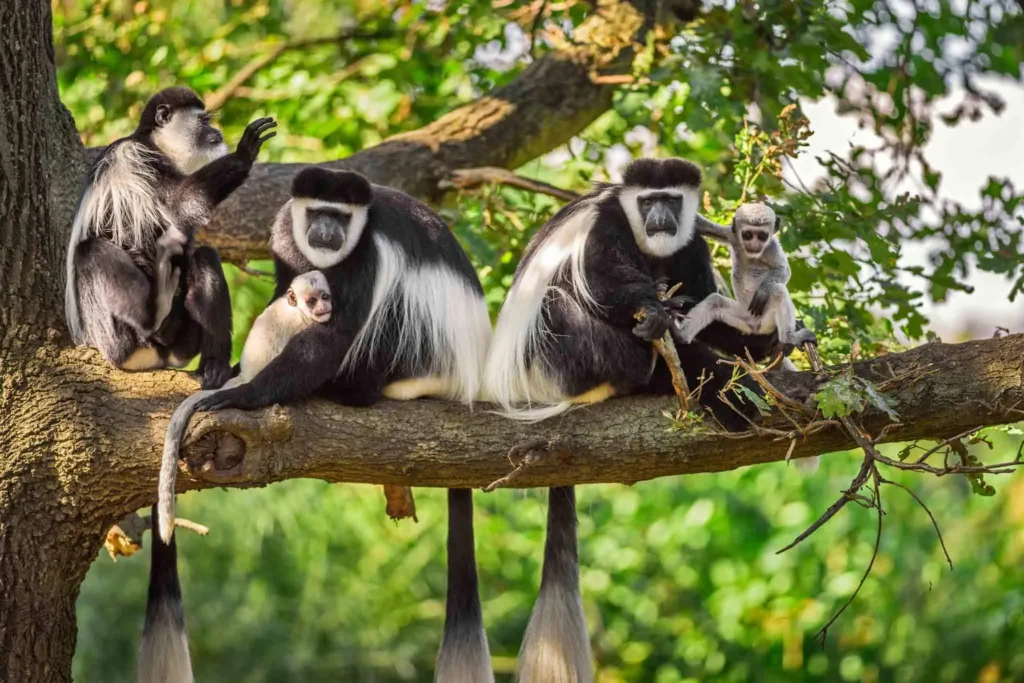 colobus-aap-1-1