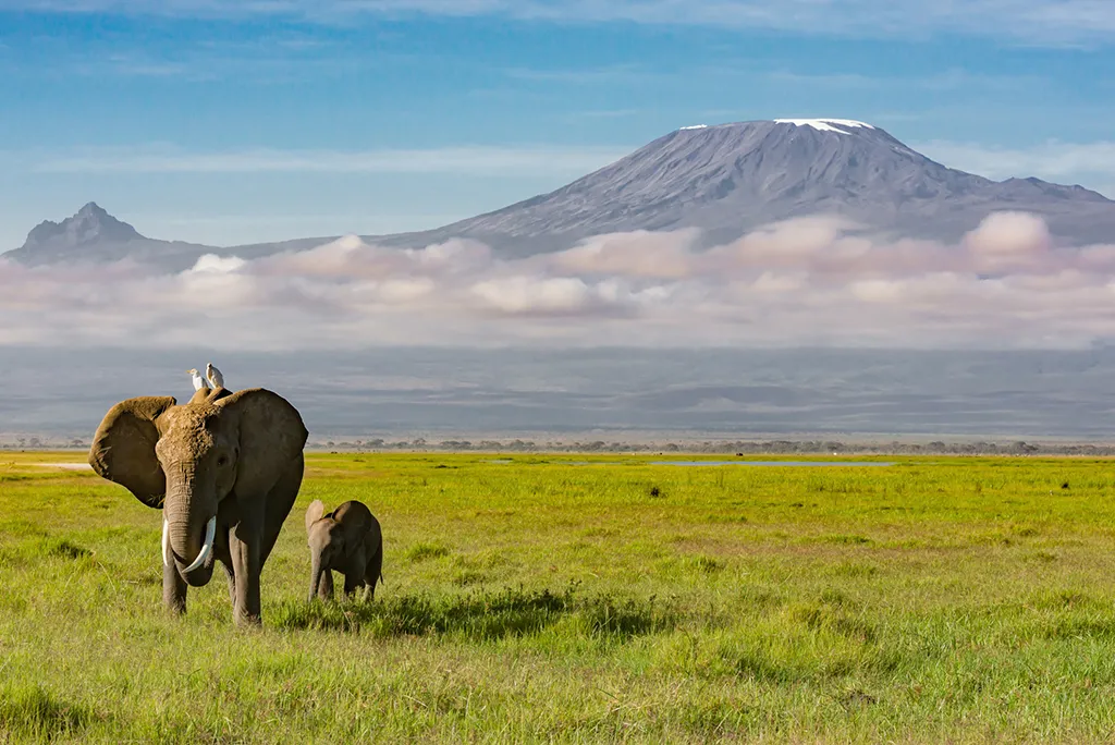 elephants-walking-near-mount-kilimanjaro