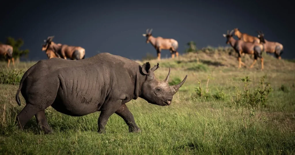 wildlife-safari-tanzania-serengeti-black-rhino