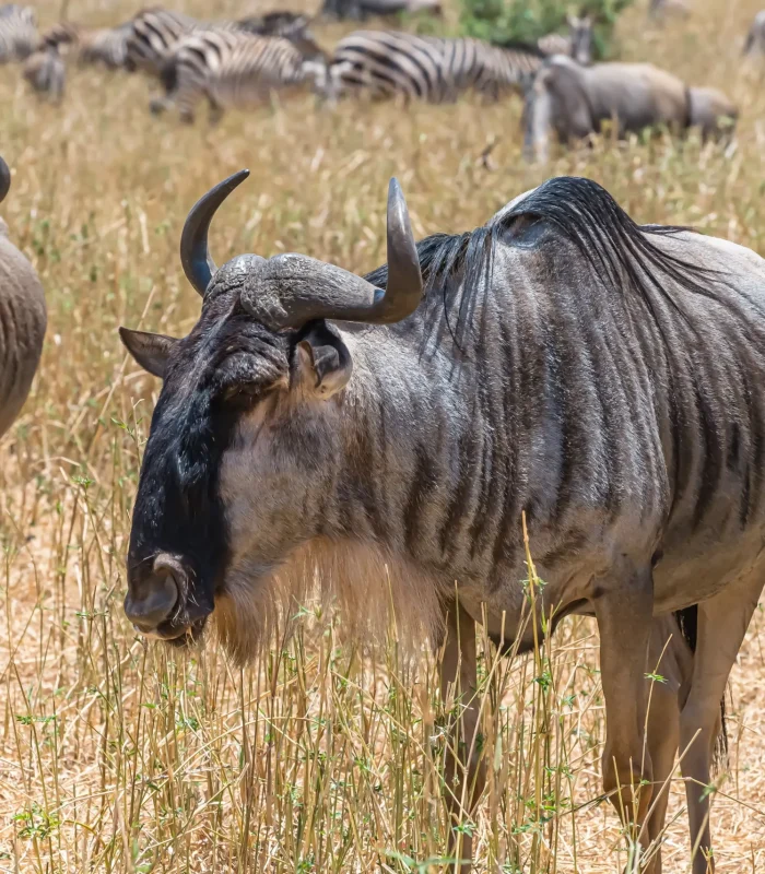 tinywow_beautiful-shot-african-wildebeests-grassy-plain