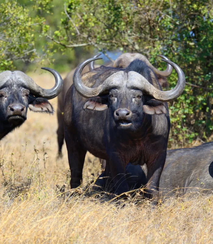 wild-african-buffalos (1) (1)